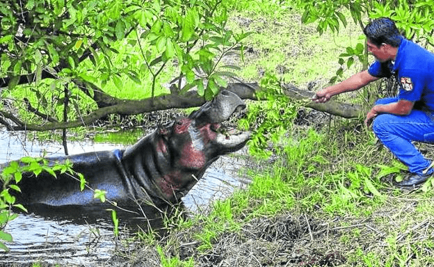 ¿Son los hipopótamos peligrosos? ¿Los hipopótamos comen humanos? - 7 - agosto 17, 2022