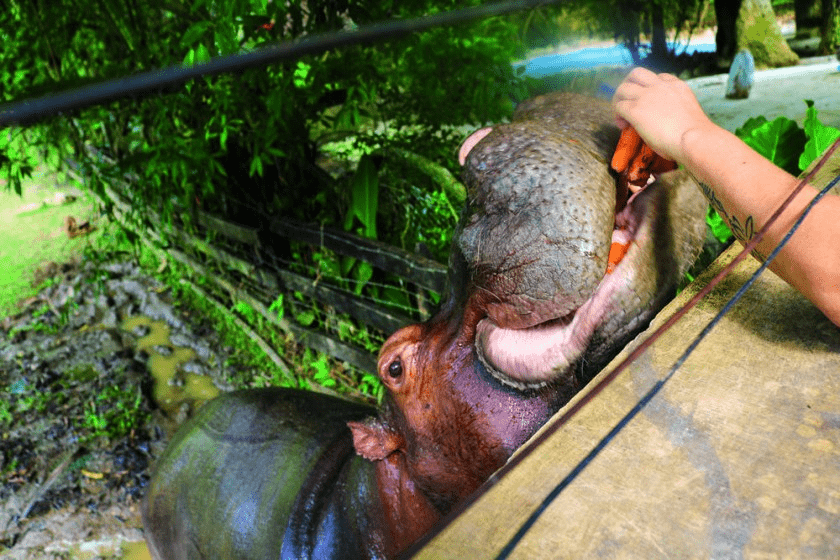 ¿Son los hipopótamos peligrosos? ¿Los hipopótamos comen humanos? - 9 - agosto 17, 2022