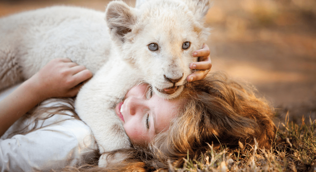 ¿Puedes tener un león mascota? (4 razones por las que es una mala idea) - 3 - agosto 17, 2022