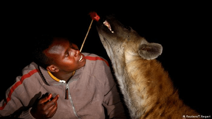 ¿Son peligrosas las hienas? ¿Hienas atacan a los humanos? (¡SÍ!) - 7 - agosto 17, 2022