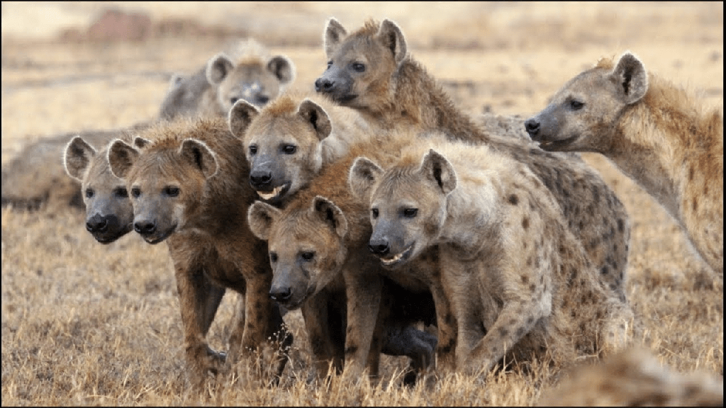 ¿Son peligrosas las hienas? ¿Hienas atacan a los humanos? (¡SÍ!) - 9 - agosto 17, 2022