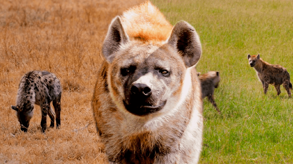 ¿Son peligrosas las hienas? ¿Hienas atacan a los humanos? (¡SÍ!) - 3 - agosto 17, 2022