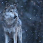 Wolf Lifespan: ¿Cuánto tiempo viven los lobos?