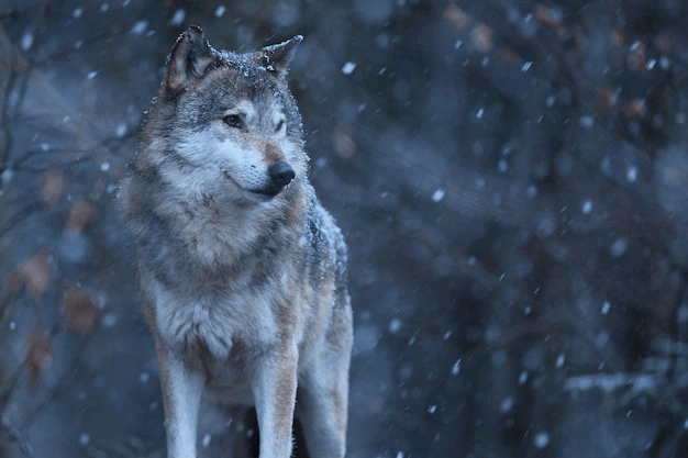 Wolf Lifespan: ¿Cuánto tiempo viven los lobos? - 3 - agosto 20, 2022