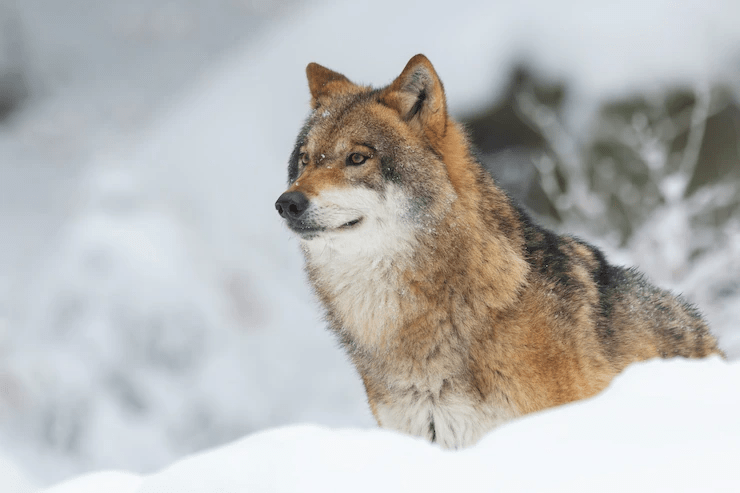 Wolf Lifespan: ¿Cuánto tiempo viven los lobos? - 11 - agosto 20, 2022