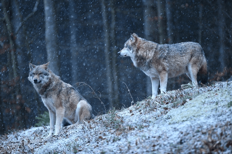 Wolf Lifespan: ¿Cuánto tiempo viven los lobos? - 7 - agosto 20, 2022