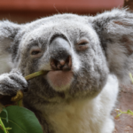 ¿Son los koalas peligrosos? ¿Koalas muerden? (¡Explicado!)