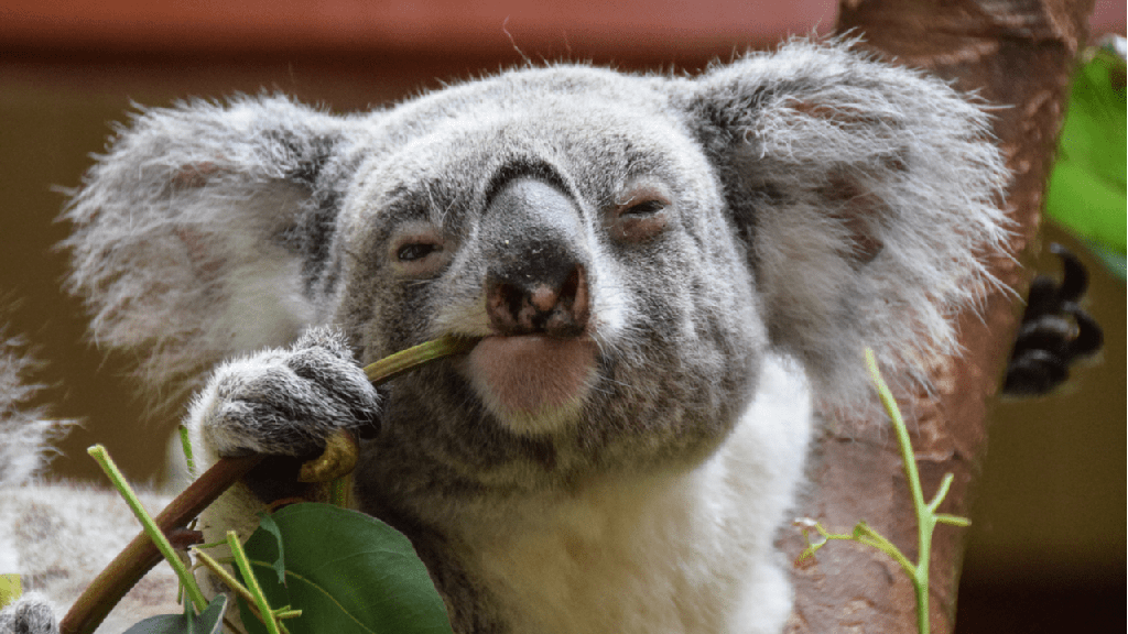 ¿Son los koalas peligrosos? ¿Koalas muerden? (¡Explicado!) - 3 - agosto 20, 2022
