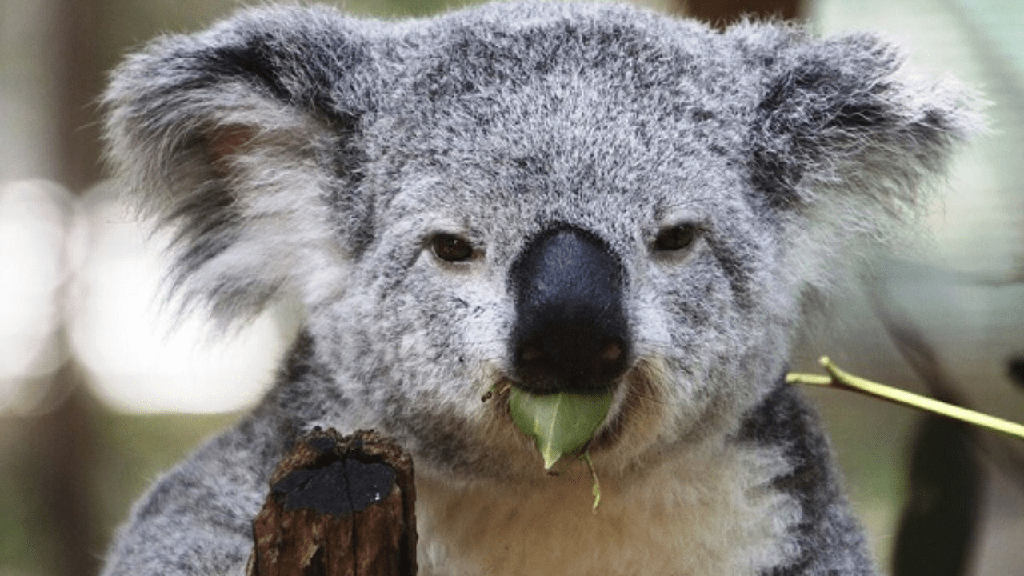 ¿Son los koalas peligrosos? ¿Koalas muerden? (¡Explicado!) - 9 - agosto 20, 2022