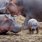 ¿Los hipopótamos comen carne? [¿Son los hipopótamos carnívoros?]