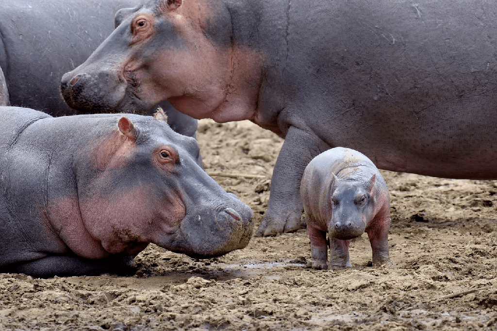 ¿Los hipopótamos comen carne? [¿Son los hipopótamos carnívoros?] - 3 - agosto 22, 2022