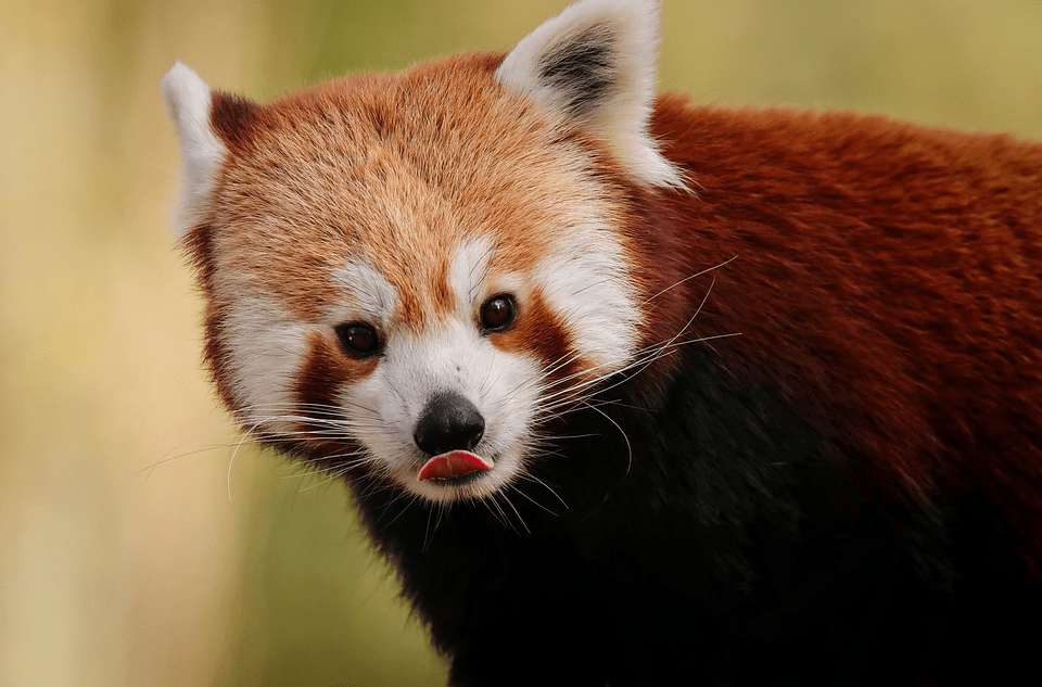 ¿Son peligrosos los pandas rojos? ¿Los pandas rojos atacan a los humanos? - 3 - agosto 22, 2022