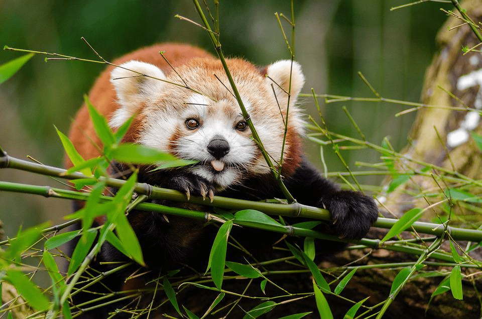 ¿Son peligrosos los pandas rojos? ¿Los pandas rojos atacan a los humanos? - 7 - agosto 22, 2022