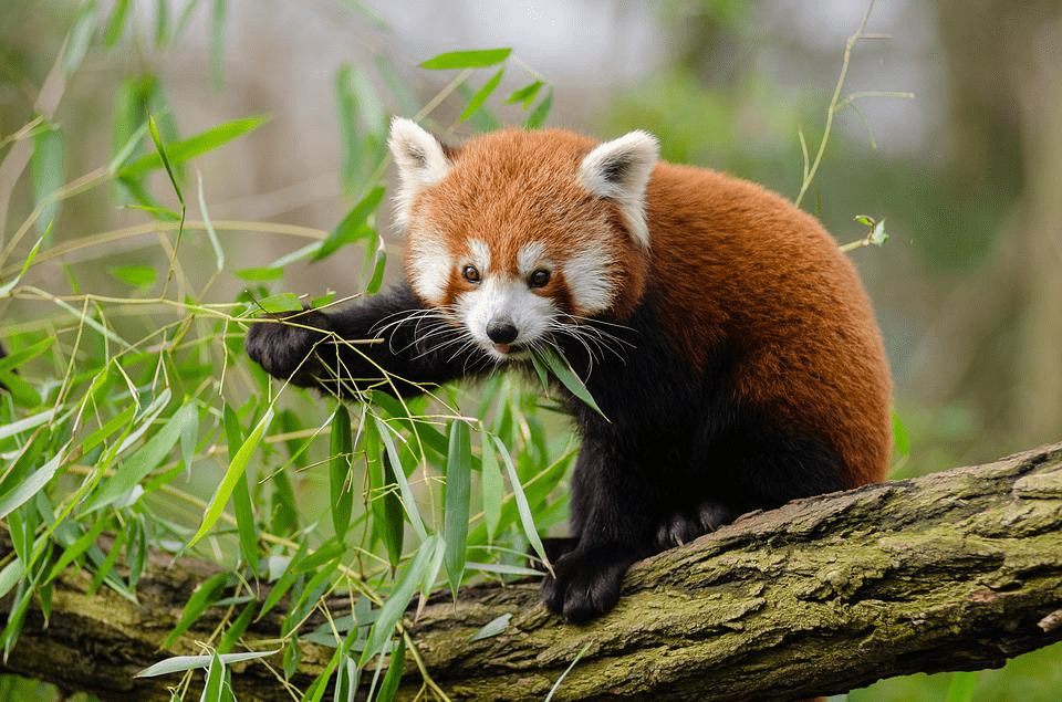 ¿Son peligrosos los pandas rojos? ¿Los pandas rojos atacan a los humanos? - 9 - agosto 22, 2022