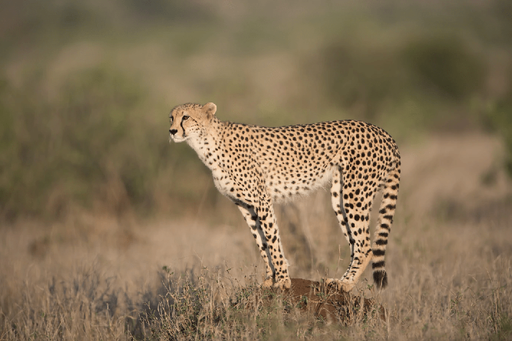 ¿Qué se come a los guepardos? [Lista de 5 depredadores de guepardo] - 7 - agosto 22, 2022