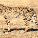 ¿Qué se come a los guepardos? [Lista de 5 depredadores de guepardo]