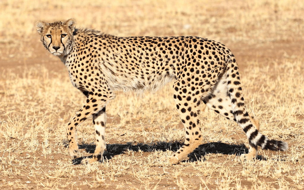¿Qué se come a los guepardos? [Lista de 5 depredadores de guepardo] - 3 - agosto 22, 2022