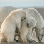 ¿Son peligrosos los osos polares? ¿Los osos polares atacan a los humanos?