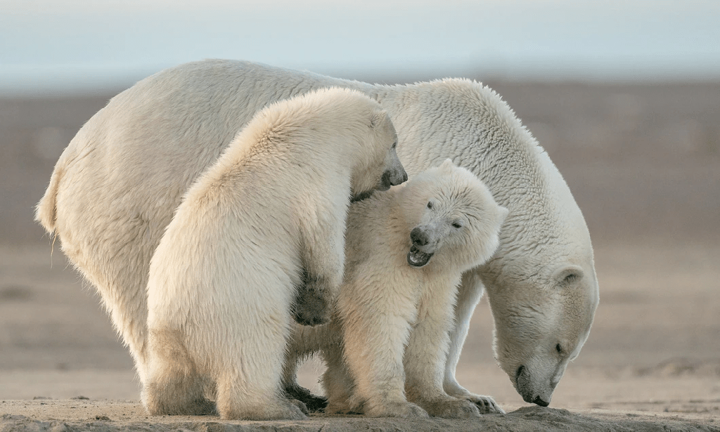 ¿Son peligrosos los osos polares? ¿Los osos polares atacan a los humanos? - 3 - agosto 24, 2022