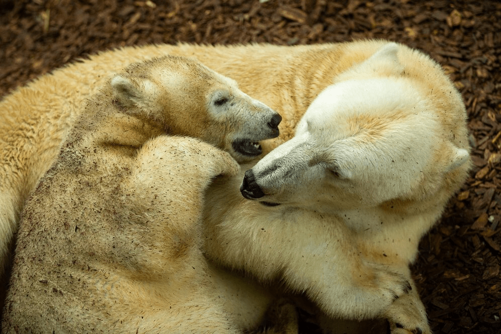 ¿Son peligrosos los osos polares? ¿Los osos polares atacan a los humanos? - 7 - agosto 24, 2022