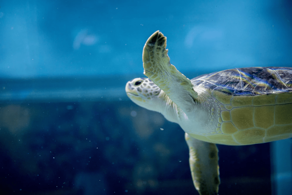 Tortugas más lindas del mundo (lista de 10 especies lindas) - 3 - agosto 24, 2022