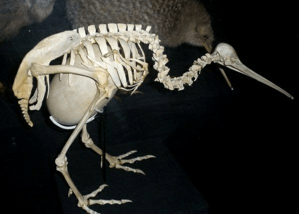 ¿Qué pájaro es un mamífero? (Resuelto y explicado) - 3 - agosto 3, 2022