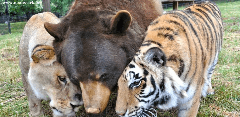 Lion, Tiger y Bear rescatados juntos se hicieron amigos - 3 - agosto 24, 2022