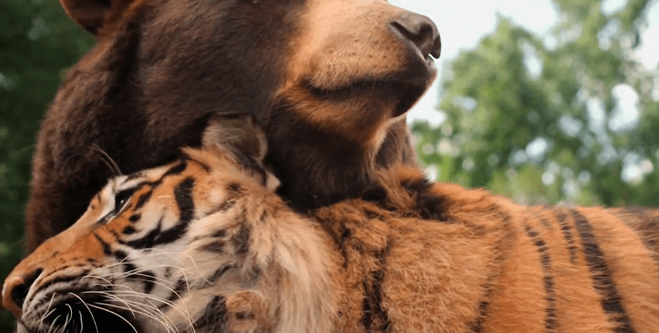 Lion, Tiger y Bear rescatados juntos se hicieron amigos - 7 - agosto 24, 2022