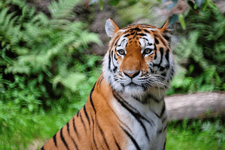 ¿Son amigables los tigres? ¿Pueden los tigres ser mascotas? - 3 - agosto 25, 2022