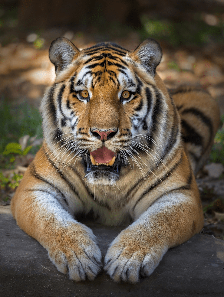 ¿Son amigables los tigres? ¿Pueden los tigres ser mascotas? - 7 - agosto 25, 2022