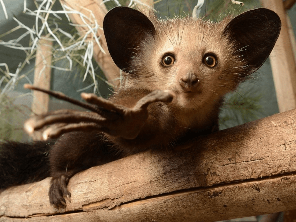 19 Animales increíbles con orejas grandes (fotos + hechos divertidos) - 41 - agosto 25, 2022