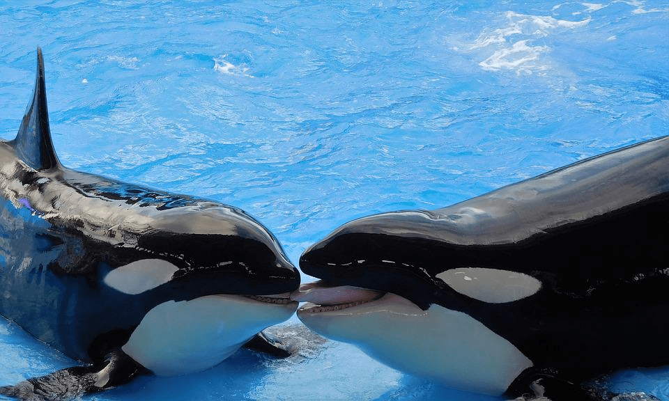 ¿Son amigables las orcas? ¿Por qué las orcas no atacan a los humanos? - 7 - agosto 25, 2022
