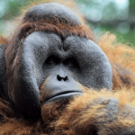 ¿Son peligrosos los orangutanes? (Explicado)