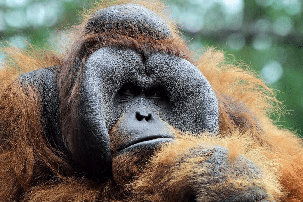 ¿Son peligrosos los orangutanes? (Explicado) - 3 - agosto 26, 2022