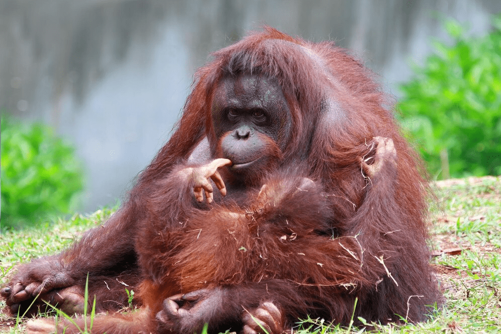 ¿Son peligrosos los orangutanes? (Explicado) - 7 - agosto 26, 2022
