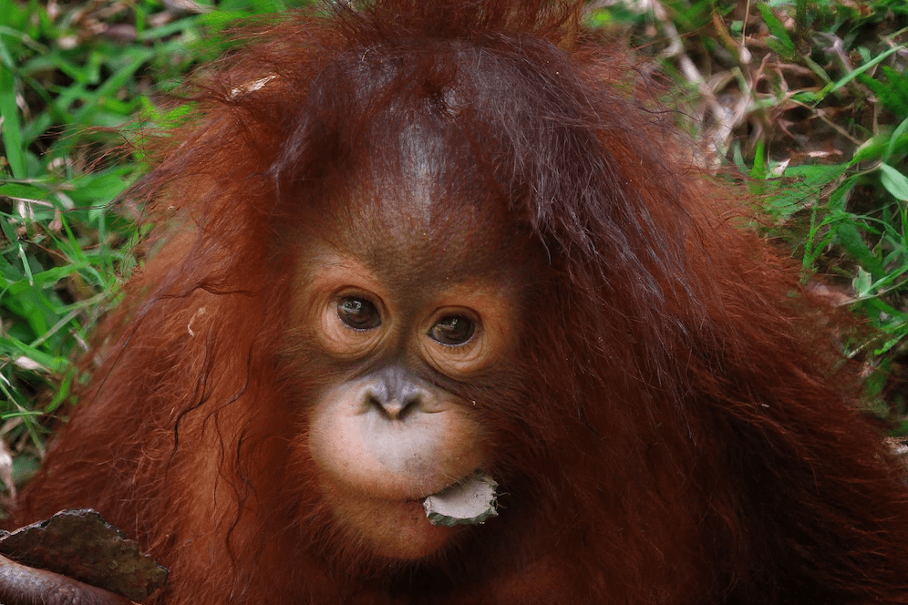 ¿Son peligrosos los orangutanes? (Explicado) - 9 - agosto 26, 2022