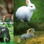 Lista de 14 animales que comen hierba