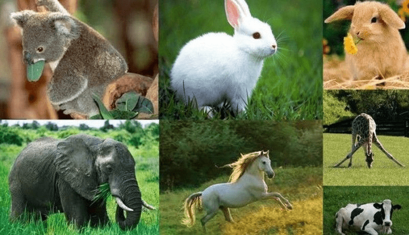 Lista de 14 animales que comen hierba - 3 - agosto 26, 2022