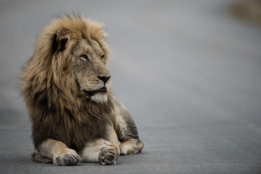 ¿Son los leones peligrosos? ¿Los leones comen humanos? - 7 - agosto 27, 2022