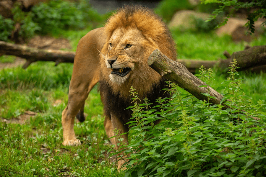 ¿Son los leones peligrosos? ¿Los leones comen humanos? - 9 - agosto 27, 2022