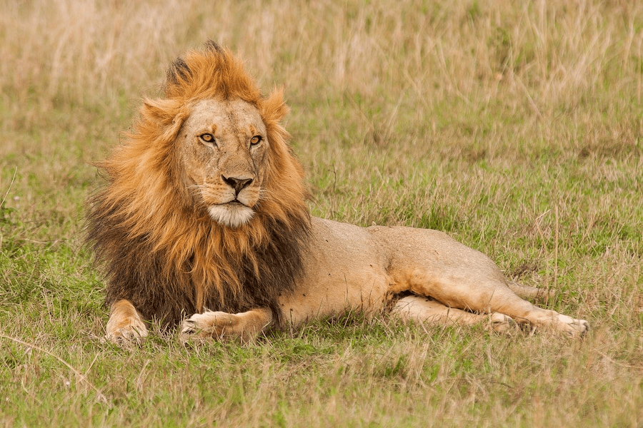 ¿Son los leones peligrosos? ¿Los leones comen humanos? - 3 - agosto 27, 2022