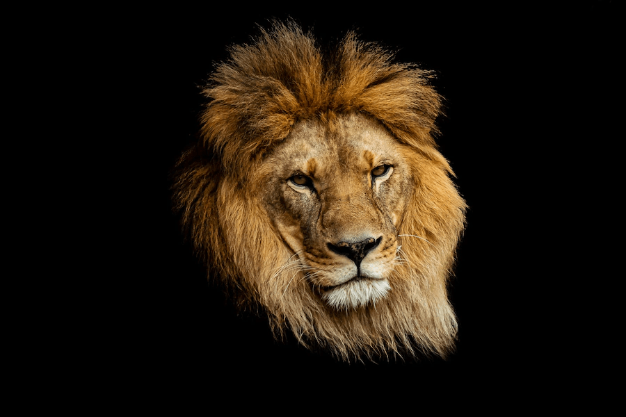 ¿Son los leones peligrosos? ¿Los leones comen humanos? - 11 - agosto 27, 2022