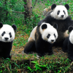 ¿Cómo se llama un grupo de pandas? (Explicado)