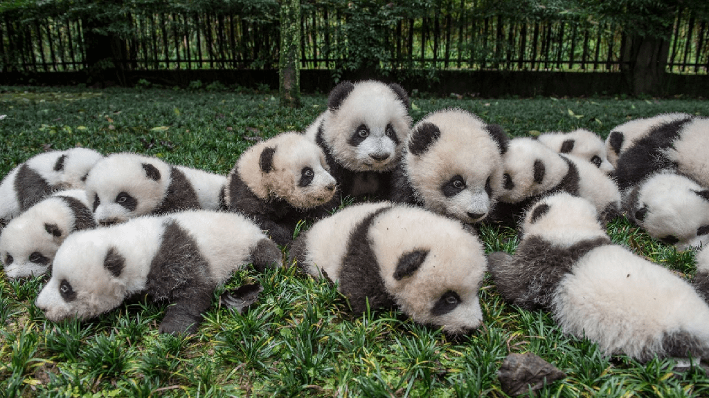 ¿Cómo se llama un grupo de pandas? (Explicado) - 7 - agosto 3, 2022
