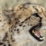 ¿Son peligrosos los guepardos? ¿Los guepardos atacan a los humanos?