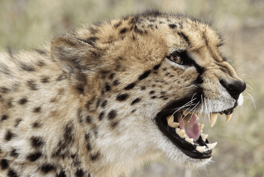 ¿Son peligrosos los guepardos? ¿Los guepardos atacan a los humanos? - 3 - agosto 28, 2022