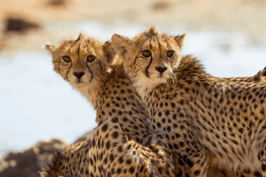 ¿Son peligrosos los guepardos? ¿Los guepardos atacan a los humanos? - 7 - agosto 28, 2022