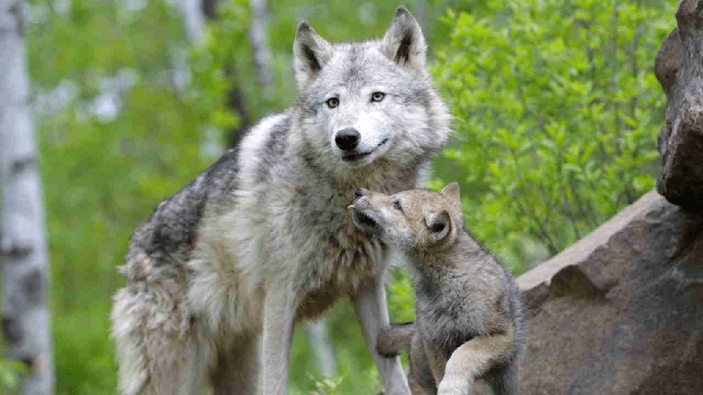 ¿Cómo se le llama a una loba? (Luna Wolf y She-Wolf) - 3 - agosto 28, 2022