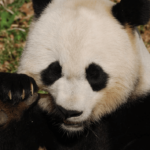 8 Animales que comen bambú (con imágenes)