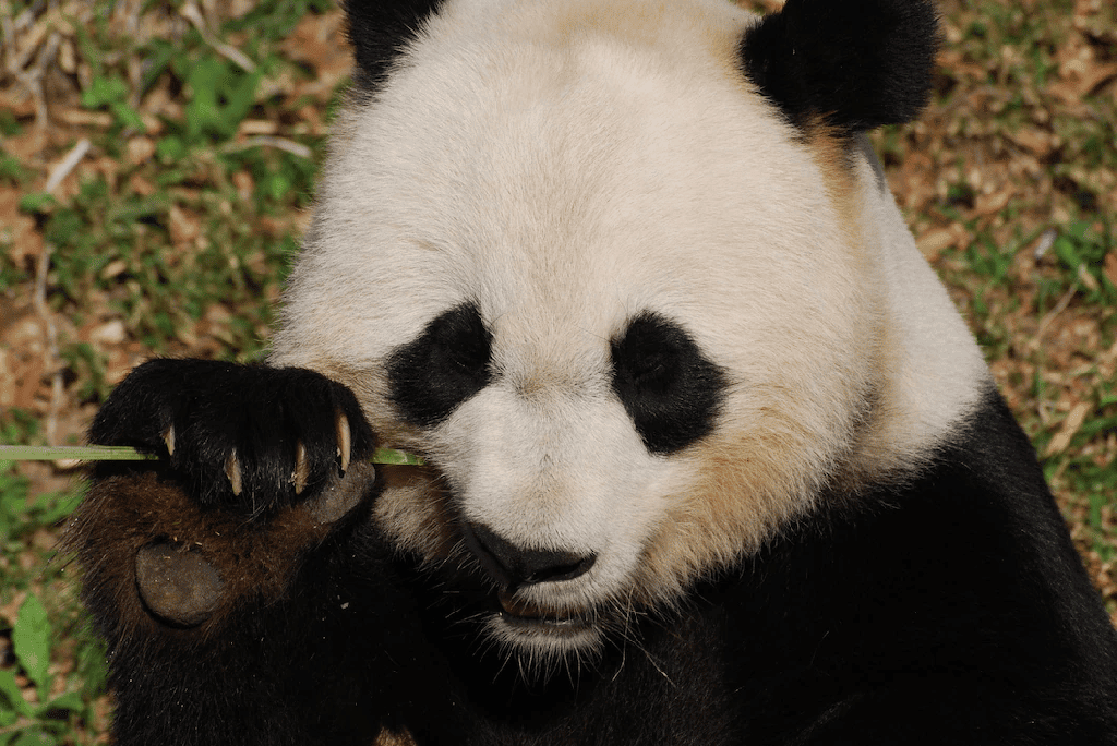 8 Animales que comen bambú (con imágenes) - 3 - agosto 29, 2022